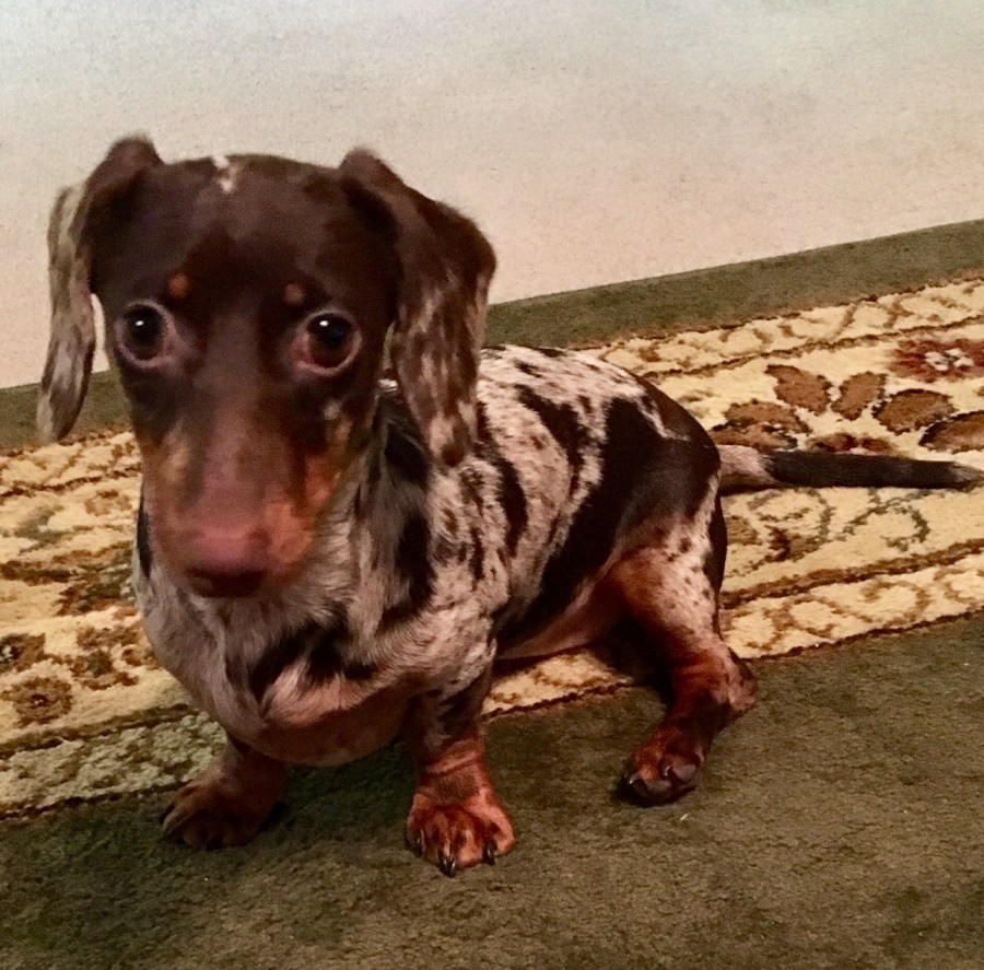 5 must have puppy&nbsp;products