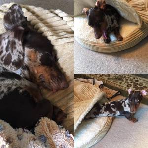 daisy-during-the-snow